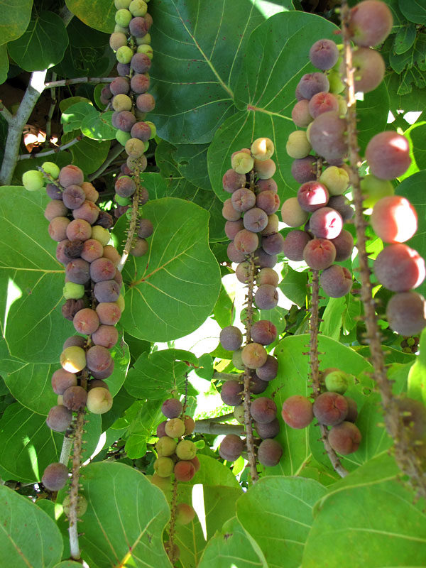 Coccoloba_Uvifera_3.jpg