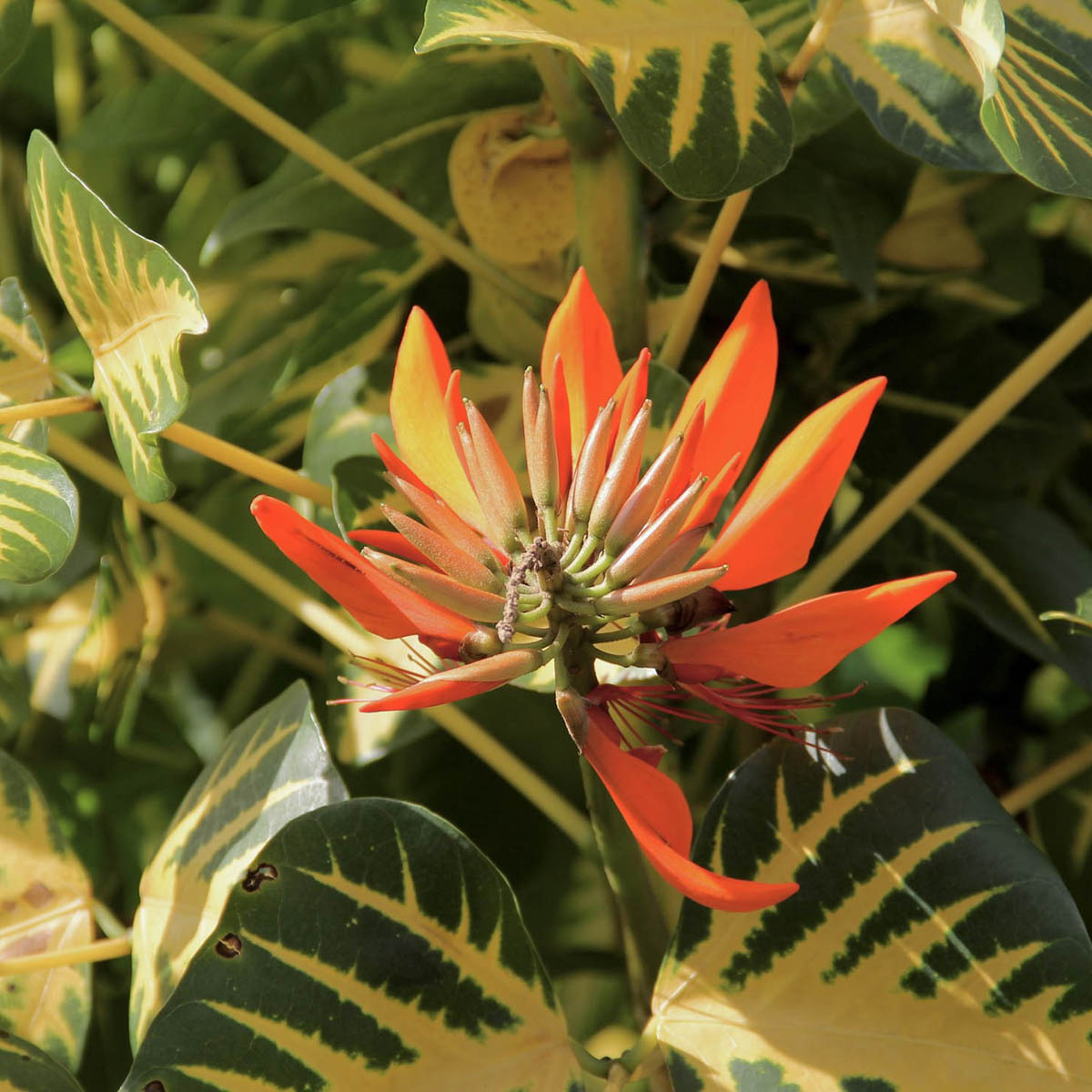 Erythrina_variegate_5.jpg