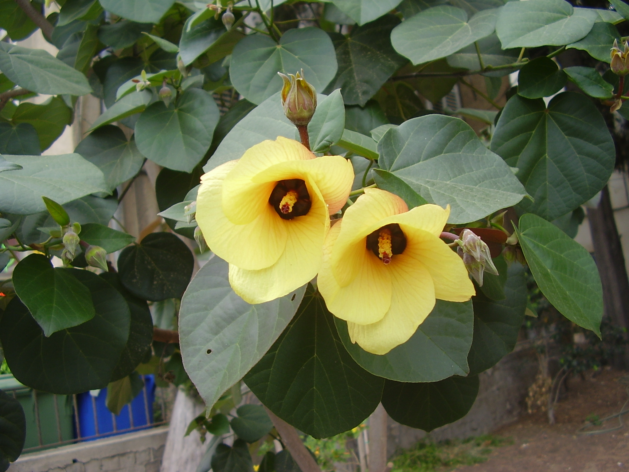 Hibiscus_Tiliaceus_1.jpg