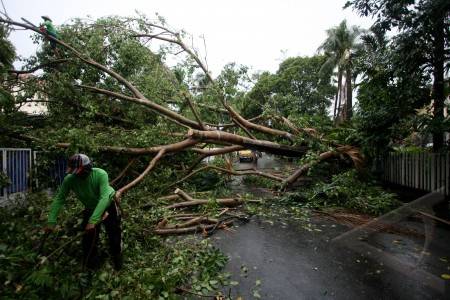 pembersihan pohon tumbang